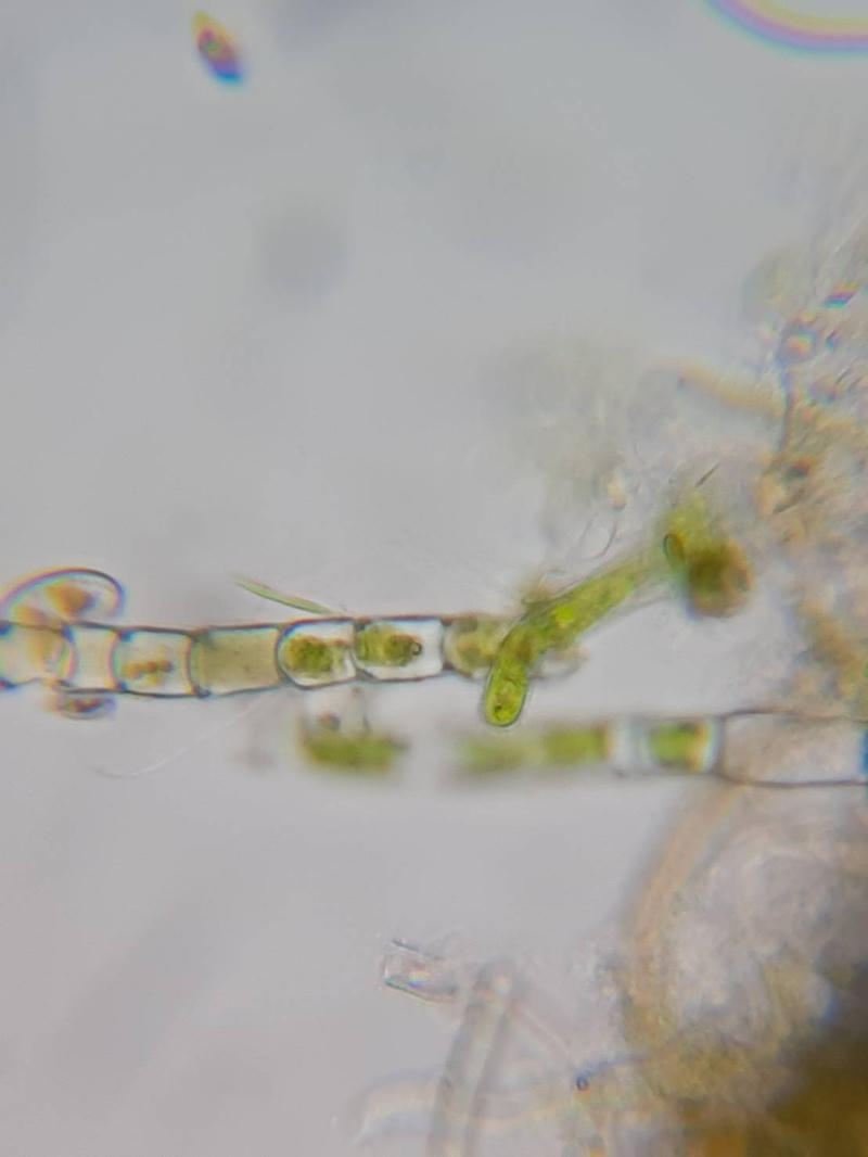 Oedogonium sp.