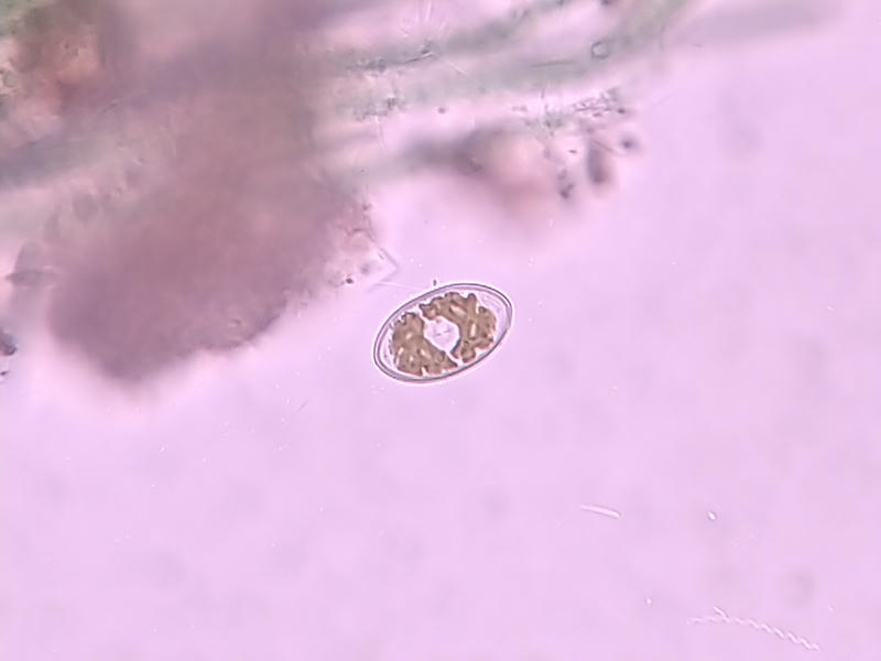 Cocconeis sp.