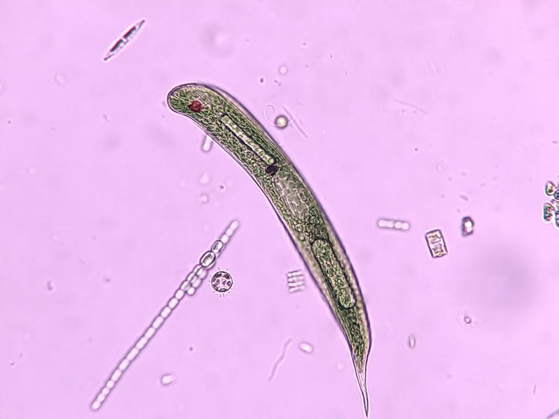 Lepocinclis sp
