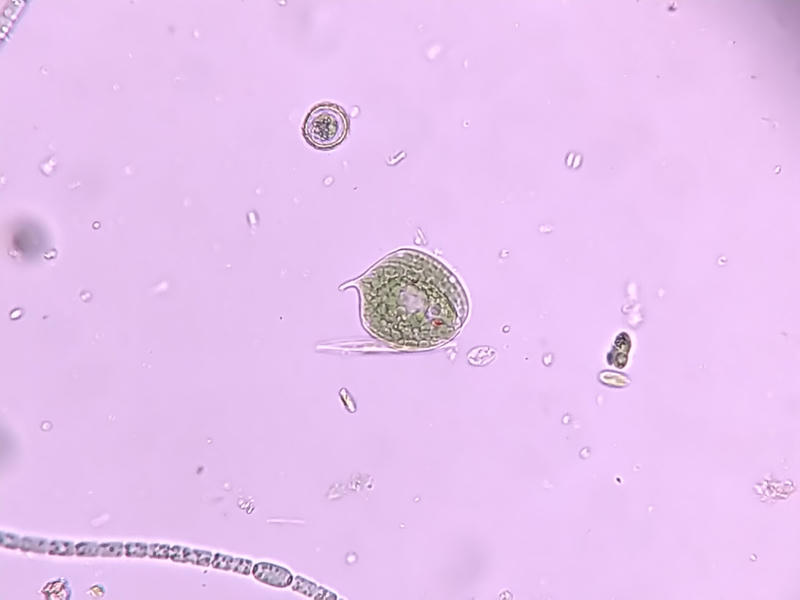 Phacus sp.