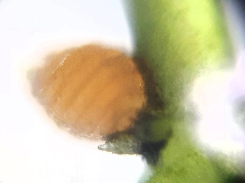 Nitella sp.