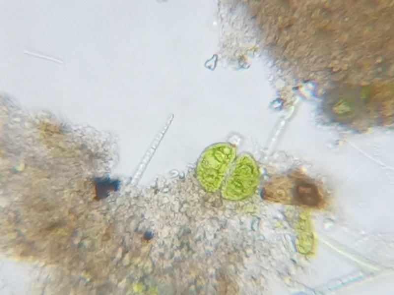 Cosmarium sp.