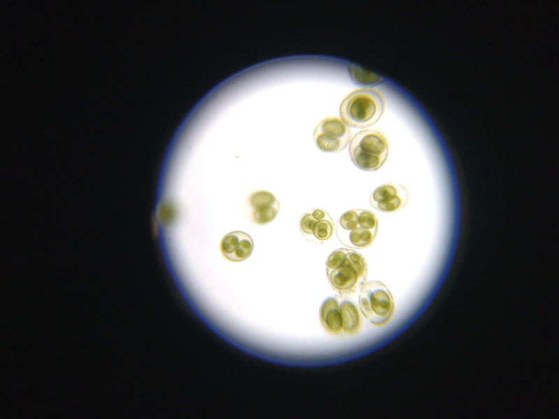 Volvox sp.