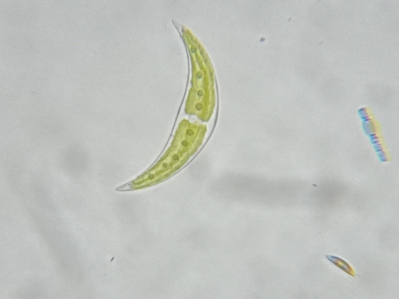 Closterium sp.