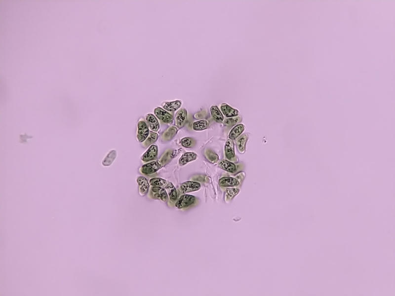 Dimorphococcus sp.