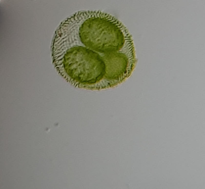 Volvox sp.
