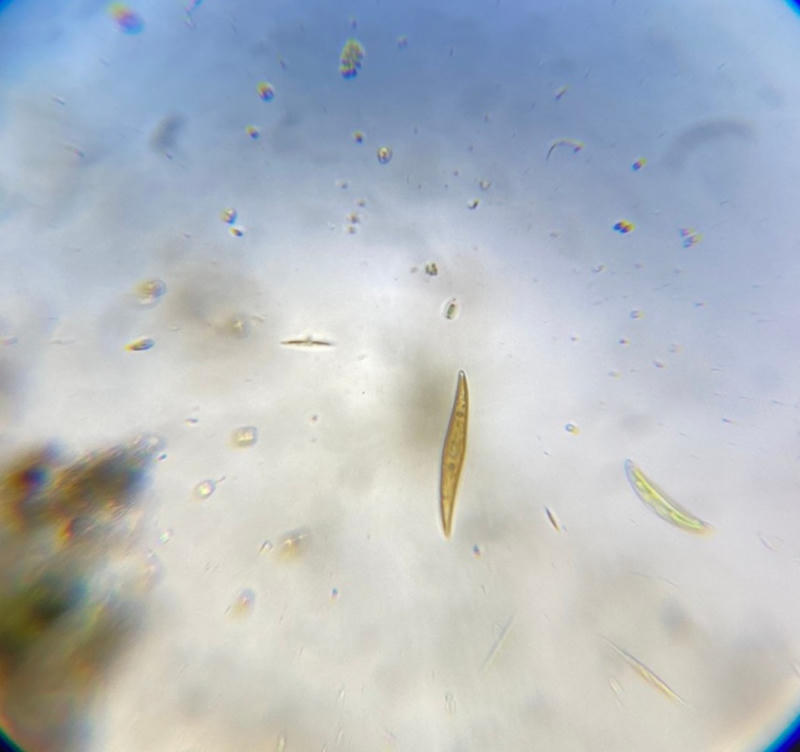 Gyrosigma sp.
