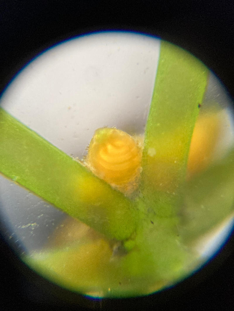 Nitella sp.