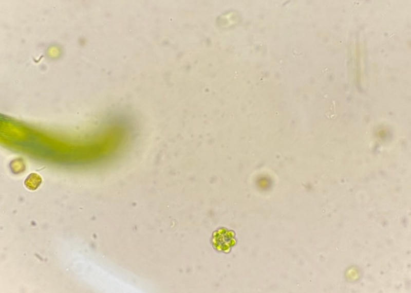 Coelastrum sp.