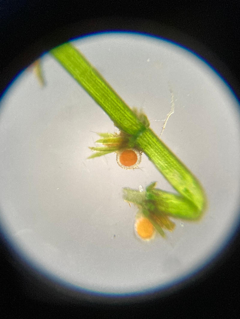 Chara sp.