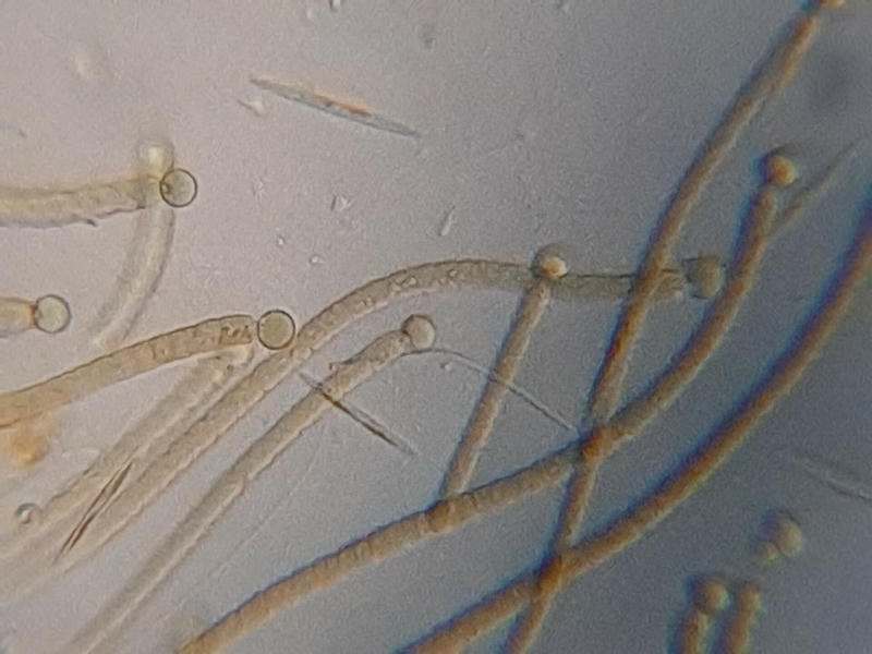 Rivularia sp.