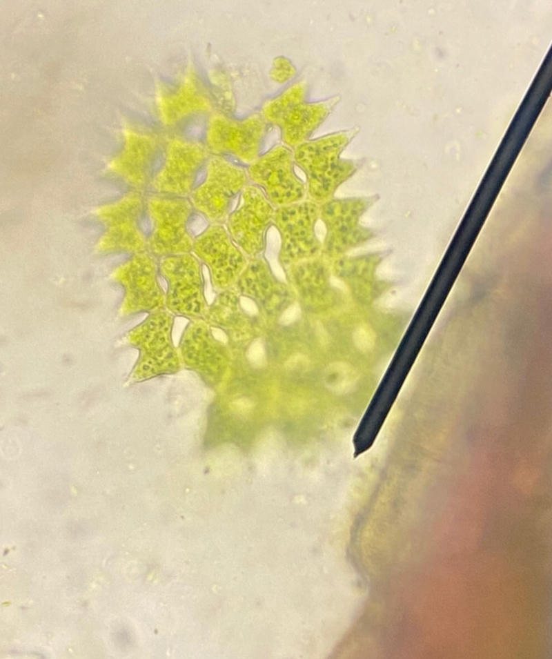 Pediastrum sp.