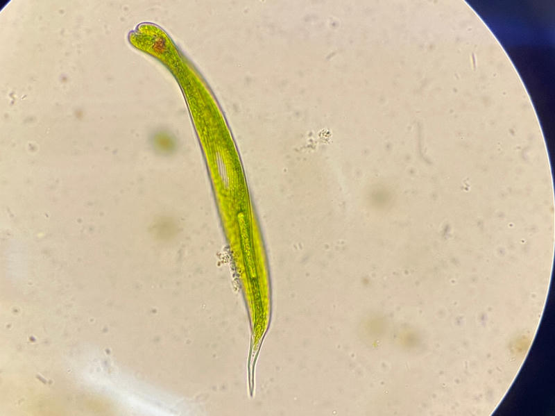 Lepocinclis sp.