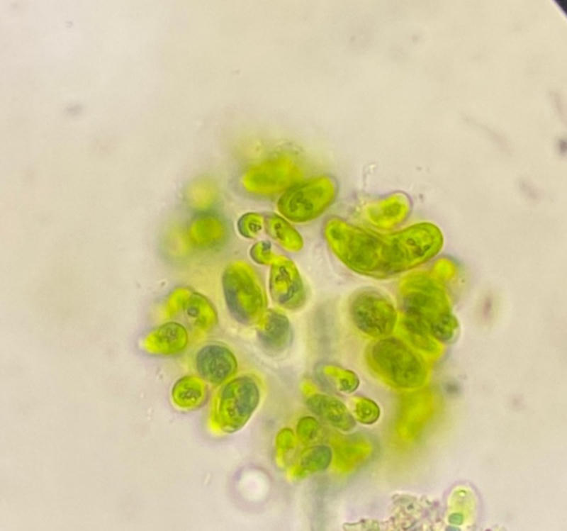 Dimorphococcus sp.
