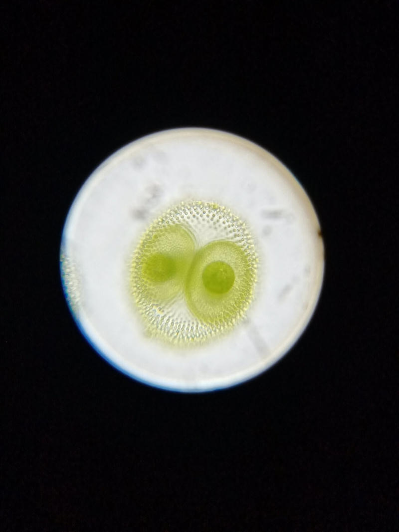 Volvox sp.