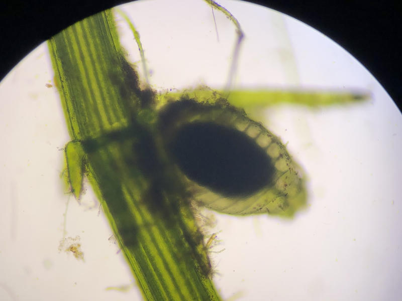 Chara sp.