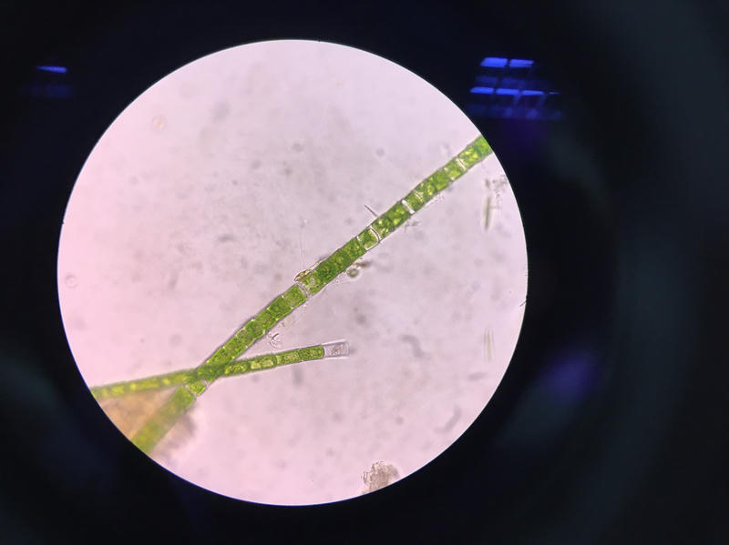 Oedogonium sp.