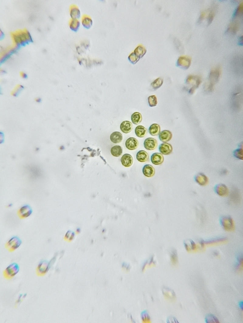 Gonium sp.
