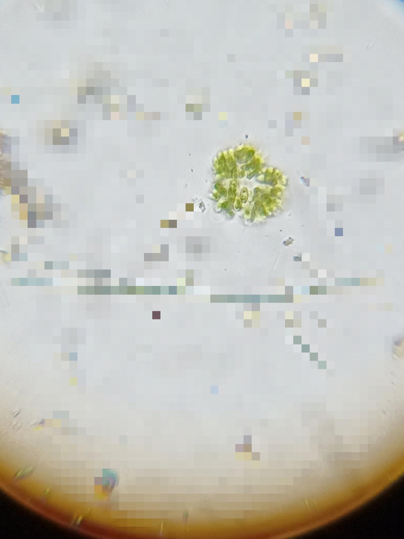 Dimorphococcus sp.