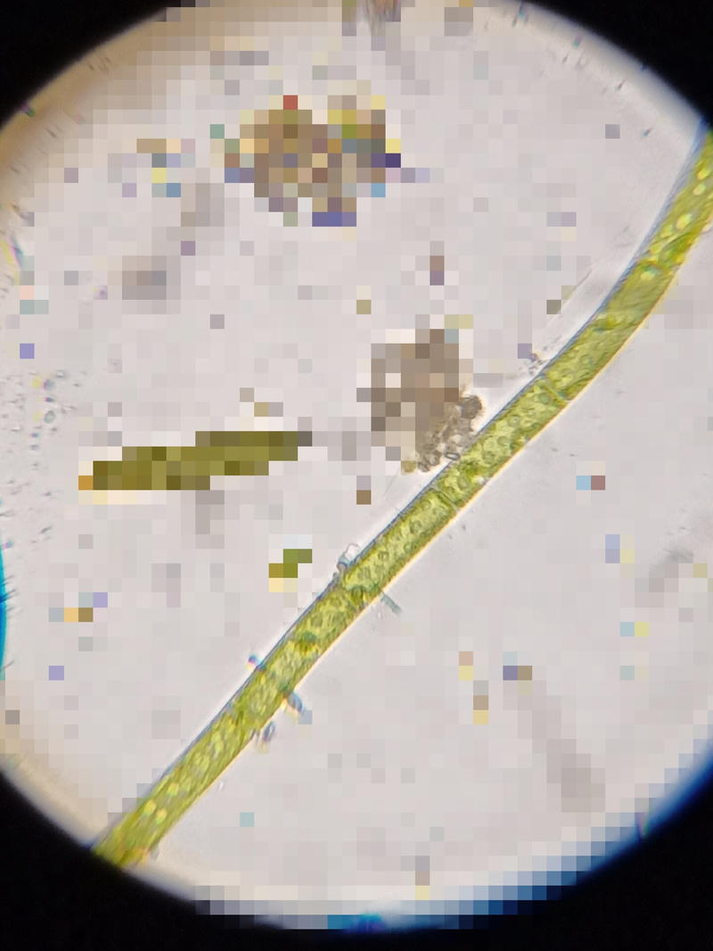 Mougeotia sp.