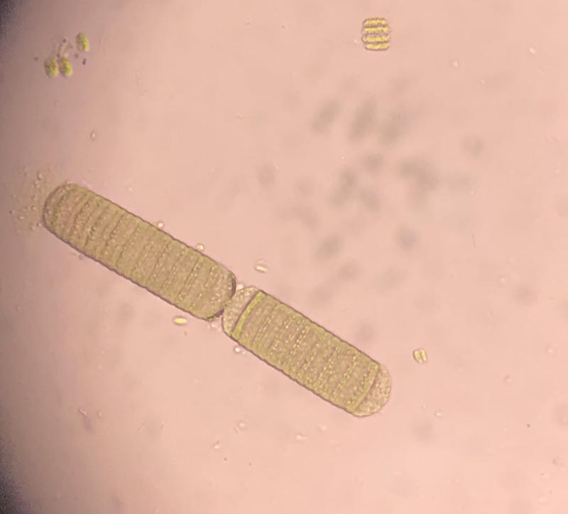Oscillatoria sp.