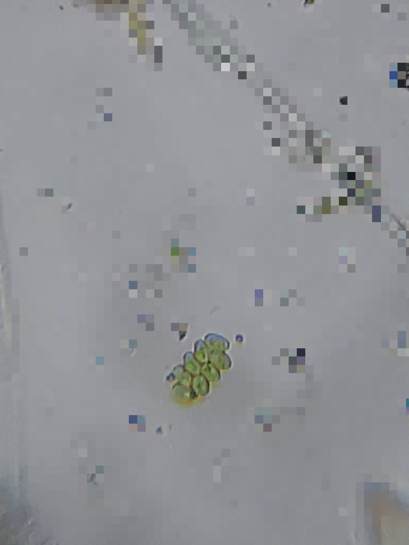 Scenedesmus sp.