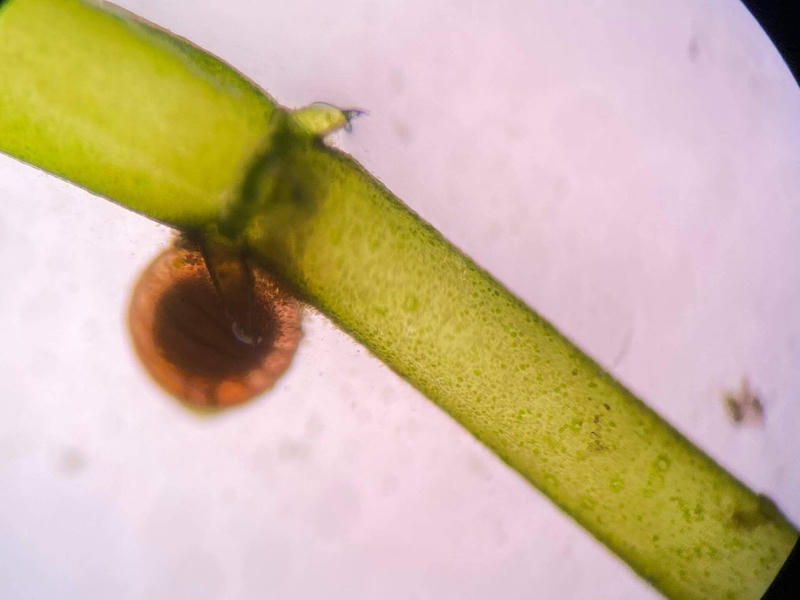Nitella sp.