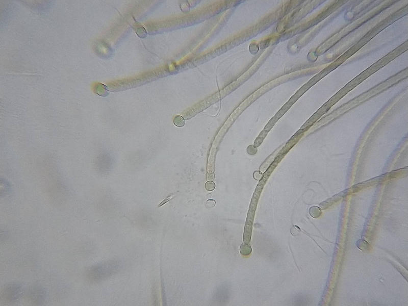 Rivularia sp.