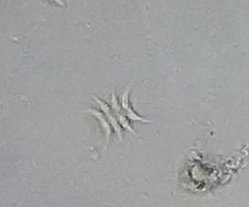 Scenedesmus sp.
