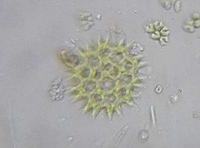 Pediastrum sp.