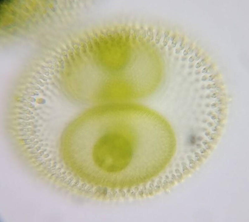 Volvox sp.