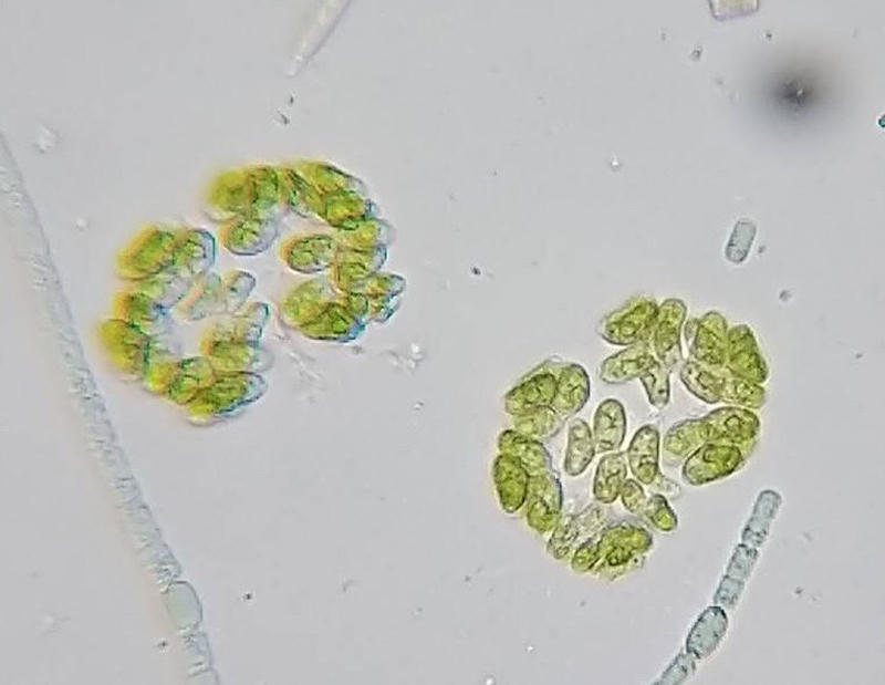 Dimorphococcus sp.