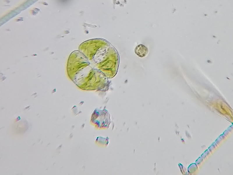 Cosmarium sp.
