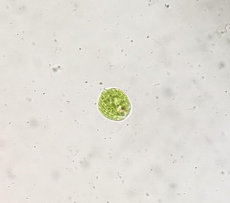 Phacus sp.