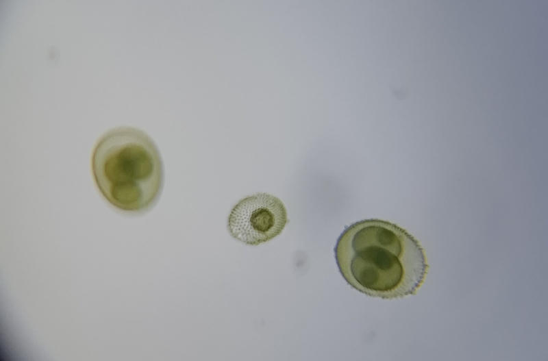 Volvox sp.