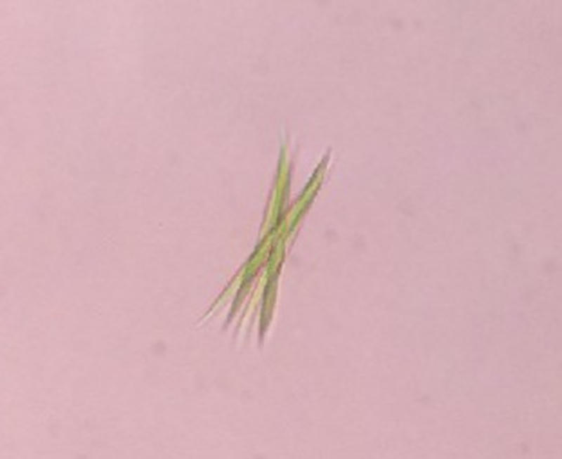 Ankistrodesmus sp.