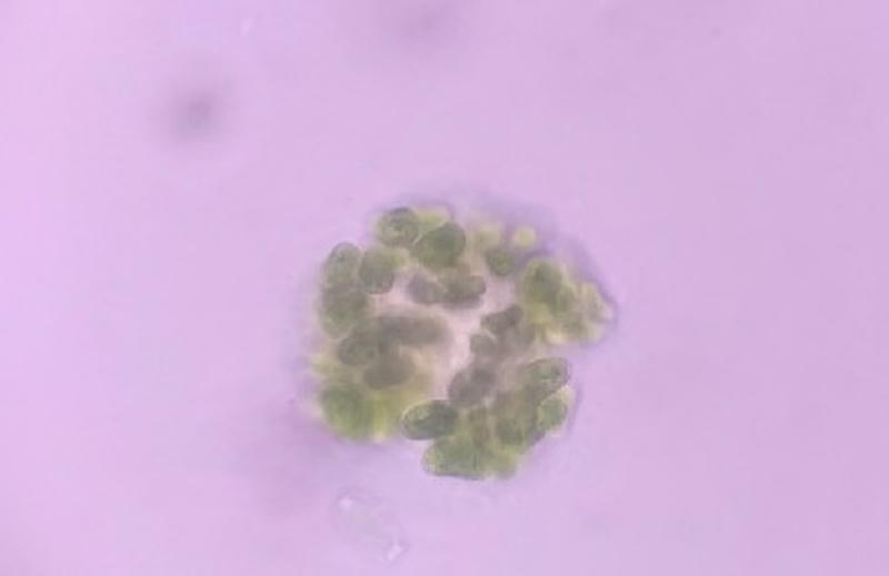 Dimorphococcus sp.