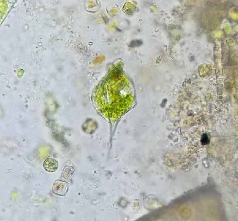 Phacus sp.