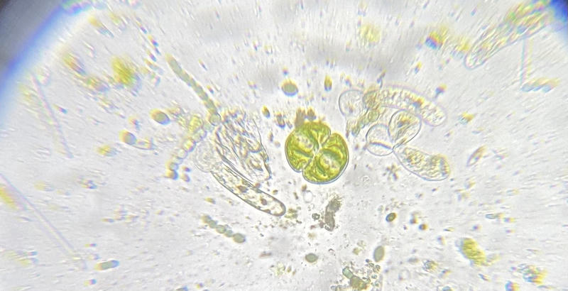 Cosmarium sp.