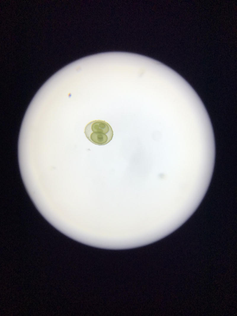 Volvox sp.