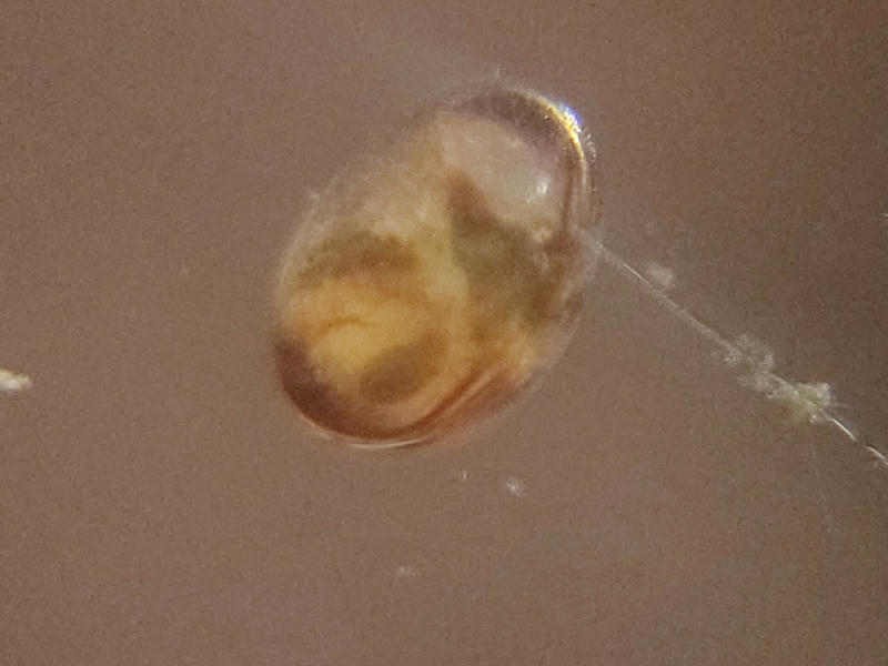 ออสตราคอส Ostracod 2